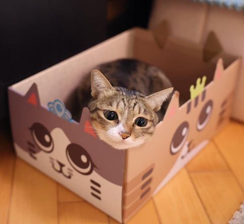 三寶貓箱